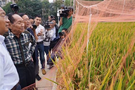 亩产1365公斤！袁隆平团队长江中游双季稻产量创新高_凤凰网