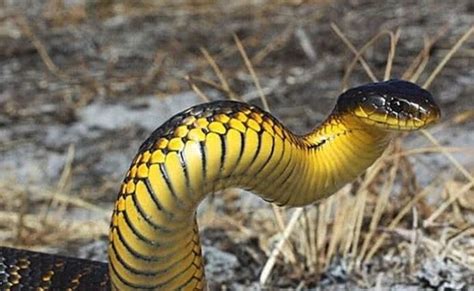 非洲当地人解剖眼镜蛇，竟然从它肚子挖出千年黑宝石！_腾讯视频