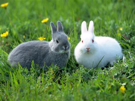 养殖兔子的方法（兔的养殖技术及方法） – 碳资讯