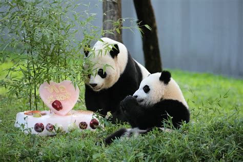旅美熊猫“小奇迹”一周岁，驻美大使秦刚送生日祝福-青报网-青岛日报官网