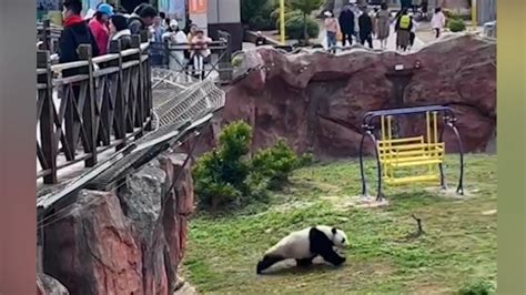 游客给大熊猫投喂可乐，动物园：咬破瓶吓到了，没喝_凤凰网视频_凤凰网