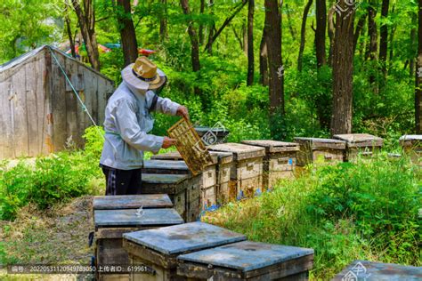 如何确定土养中蜂的最佳取蜜时间?老蜂农这招在哪都适合 - 深圳市绿然展业发展有限公司