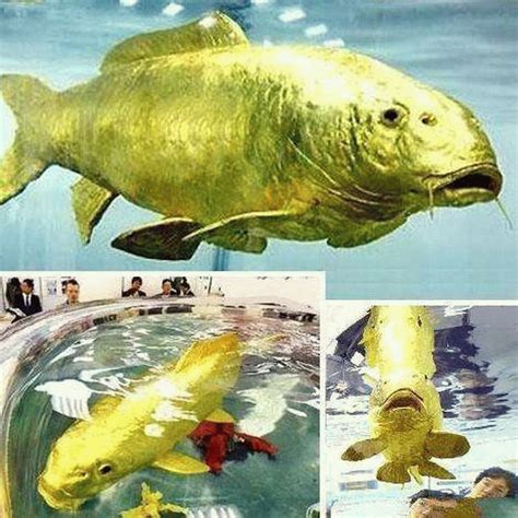 地球上4大真正的黄金动物, 黄金鱼体内含24K纯金 - 千奇百怪 - 华声论坛