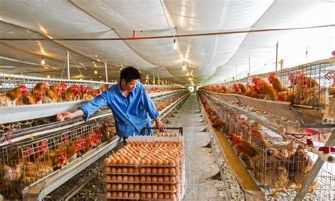 农业部：H7N9亚型禽流感疫苗将投入生产使用|界面新闻 · 中国