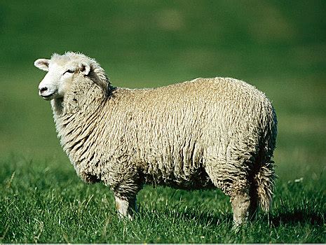 一只白色的小山羊在草地上素材-高清图片-摄影照片-寻图免费打包下载