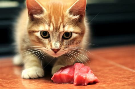 如何让猫喜欢吃生肉，怎么让猫喜欢吃肉-酷派宠物网
