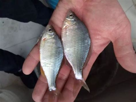 黑龙江红尾鱼批发价格，抚远拟赤梢红鱼市场报价，新鲜