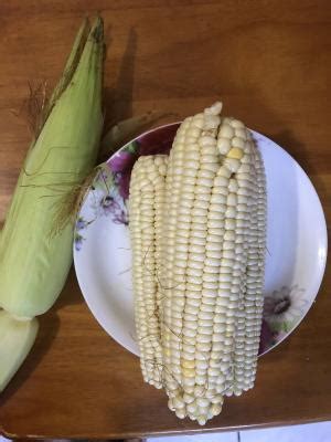 今日玉米最新价格行情2021年4月20日- 农产品_赢家财富网