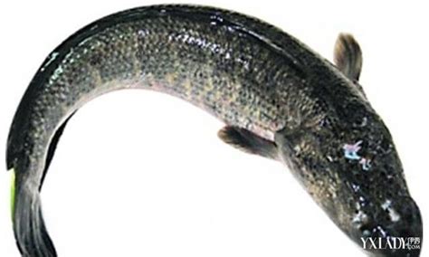 【图】蛇头鱼是什么俗称黑鱼 黑鱼的营养价值作用功效有哪些_健康养生_伊秀|yxlady.com