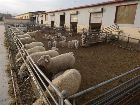 “农区肉羊绿色高效繁育技术集成应用与产业化示范推广”巴彦淖尔示范效果取得新进展 - 知乎