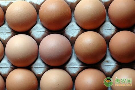鸡蛋批发价每公斤超10元，现在鸡蛋多少钱一斤？ - 惠农网