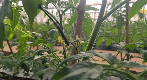 带你认识 大棚西红柿常见几种授粉方式|云南优科绿都农业研究院有限公司