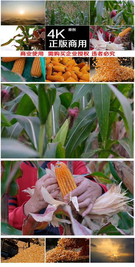 60年来中国玉米品种形态改良对高产有重要贡献—新闻—科学网