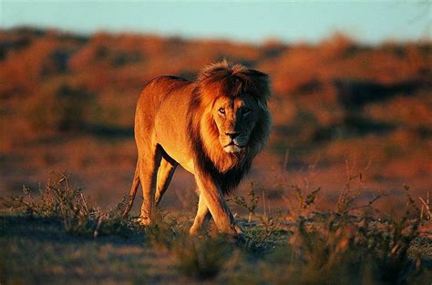 10种威猛雄壮的国家一级保护动物 - 自然游憩
