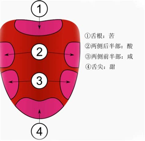 舌头对应五脏图图片