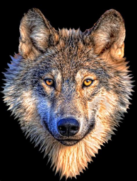 森林里的野生狼图片-两只狼与月亮素材-高清图片-摄影照片-寻图免费打包下载