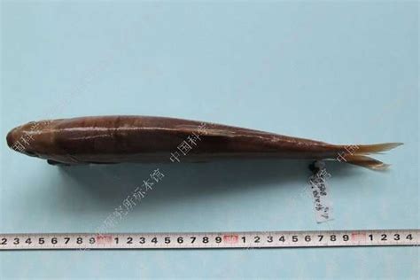保山裂腹鱼 Schizothorax yunnanensis - 物种库 - 国家动物标本资源库