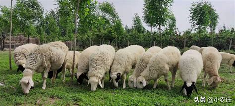 2022农村养羊赚钱吗（养多少羊可以年收入10万元）_玉环网