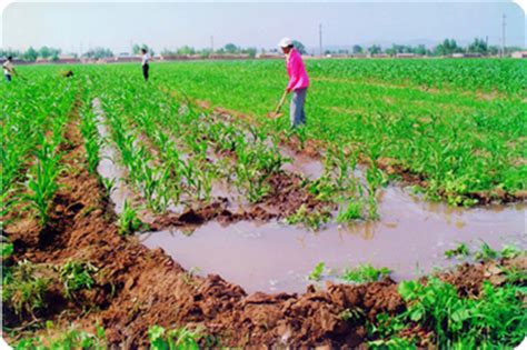 田间节水灌溉技术中的小畦灌水技术 - 喜满地 - 新农资360网|土壤改良|果树种植|蔬菜种植|种植示范田|品牌展播|农资微专栏
