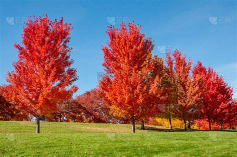 学习树木家族独有的叶子颜色通过树种查找红黄橙色叶子的颜色-仿真假山与仿真树作用