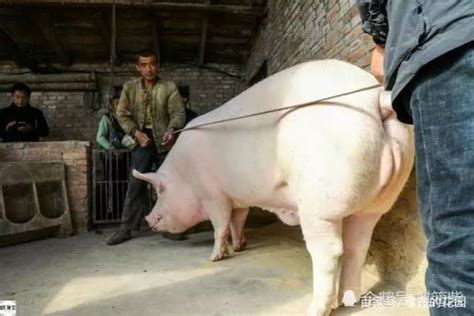 40斤小猪一天喂多少饲料，如何喂-农百科