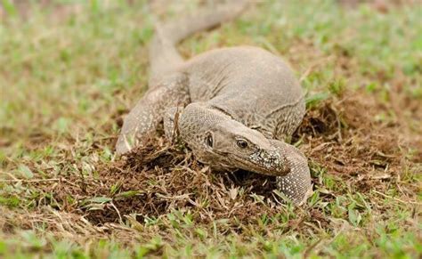 爬虫养殖蜥科威胁座落在树枝上的蜥蜴从印度来的热带蜥蜴亚马逊海帆的紧闭高清图片下载-正版图片307801781-摄图网