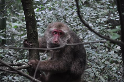 科学网—黔灵山的猴子 - 孟津的博文