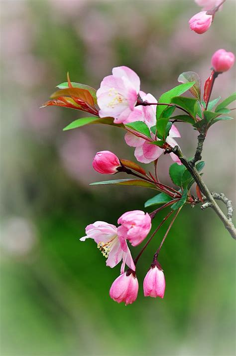 垂丝海棠花盛开 - 天府摄影 - 天府社区