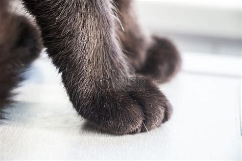 黑猫白爪图片,猫爪爪的图片,黑猫白爪_大山谷图库