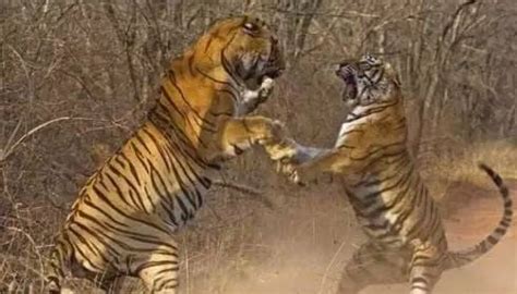 笑哭！一山不容二虎昆明动物园两只老虎打斗，孟加拉虎咬死东北虎|东北虎|云南|昆明动物园_新浪新闻
