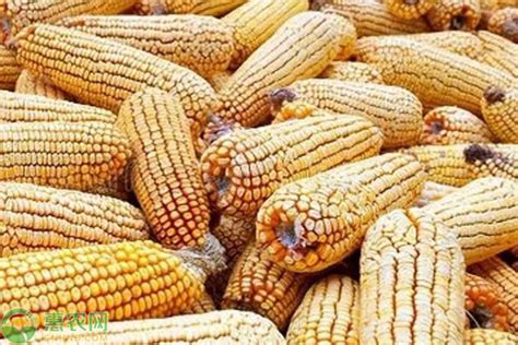 河北玉米价格最新行情 - 惠农网