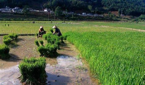 水稻移栽的方法技巧-农村土地网