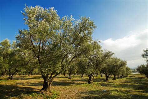 橄榄树多少钱？2020年橄榄树价格-花木行情-中国花木网