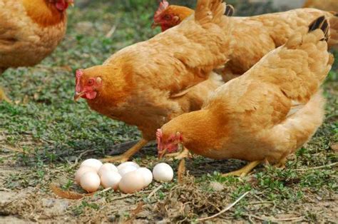 在养殖场里的家禽鸡群摄影高清jpg图片免费下载_编号1mmhedgw1_图精灵