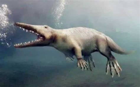 鲸的始祖：始祖鲸，没有呼吸孔（体长可达21米）_探秘志