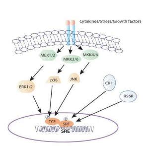 TGF-β在肿瘤免疫治疗的作用_细胞因子_信号_受体