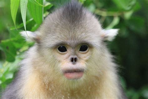 金丝猴-云南野生动物园有限公司