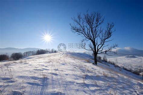 冬雪山顶的孤单大树高清图片下载-正版图片304314266-摄图网