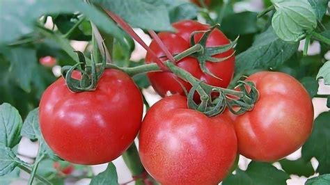 你平时喜欢吃的西红柿，最初起源于5000万年前的南极_腾讯视频