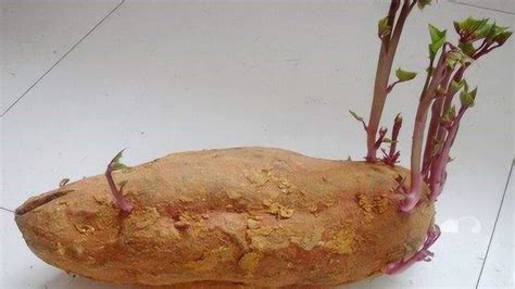 红薯膨大阶段管理法：水肥管理是关键，做好病虫害防治