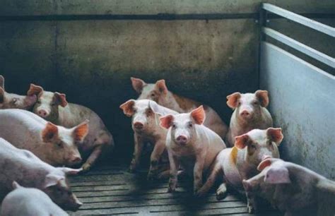 2023年全球养猪企业TOP50出炉！中国上榜24家，母猪存栏超900万头_国际动态_动态_中国饲料工业信息网