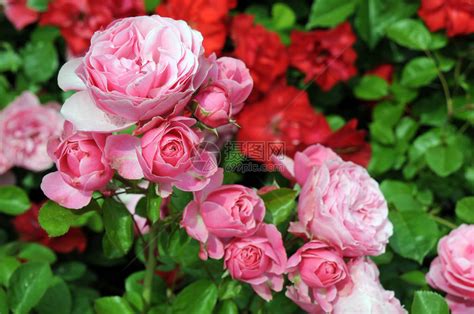 蔷薇的常见品种有哪些-168鲜花速递网