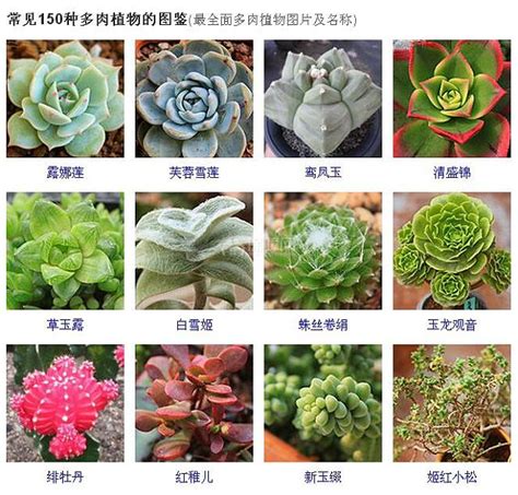 常见的144种多肉植物品种名称及图鉴_那花园花卉网(nahuayuan.com):花卉图片及名称大全,多肉植物,专业花卉网站!爱花人的花园!