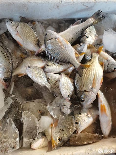 厂家批发鲜活冷冻海鲈鱼 鲈鱼 整箱20斤起批-阿里巴巴