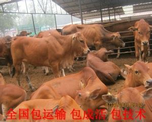 黄牛养殖 黄牛养殖 隆利源-食品商务网