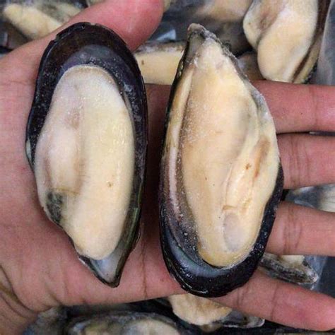 新西兰半壳青口-广州鸿莹海食品有限公司