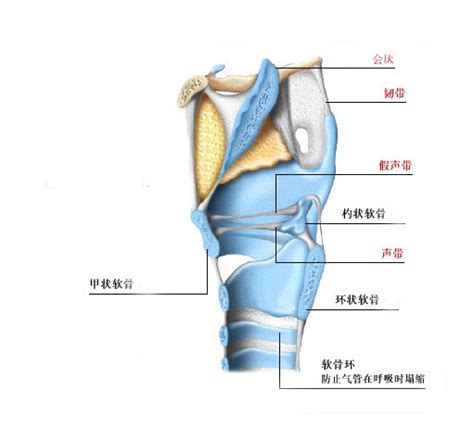 人体咽喉部结构图图片