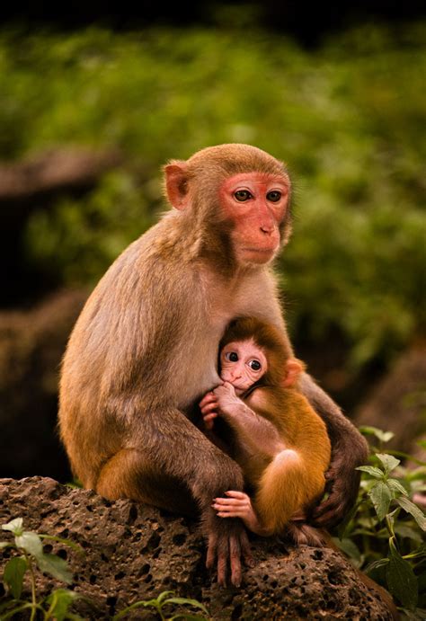 猴子摄影图高清摄影大图-千库网