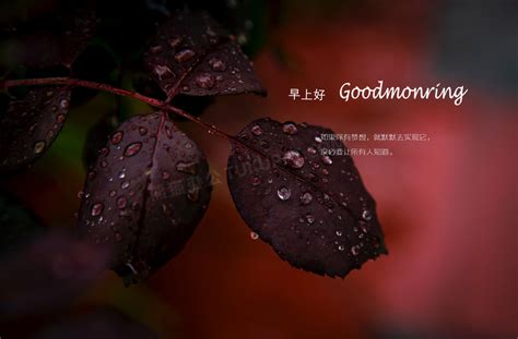 下雨天早上好图片唯美带字大全 下雨天问候朋友的祝福语说说表情_生活