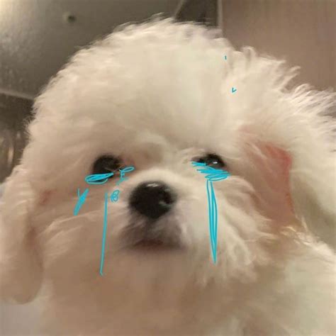 委屈狗非主流头像